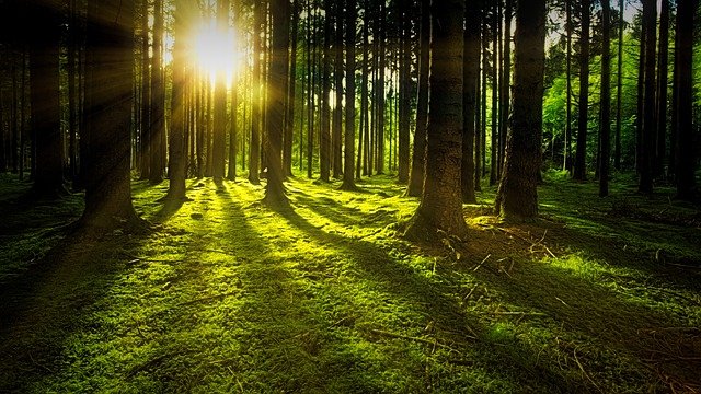 La forêt : quel est son avenir ?